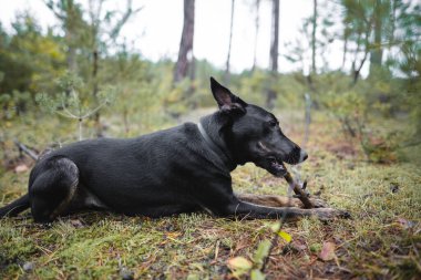 young black purebred dog gnaws a stick in the forest