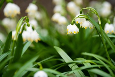 many snowdrops in the forest close-up