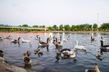 a flock of geese on the river