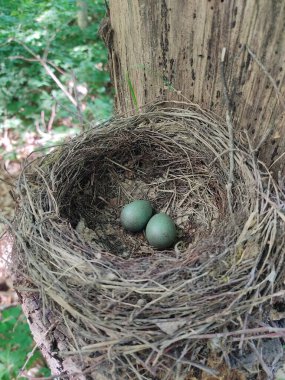a pair of blue bird eggs in a nest in the forest on a tree