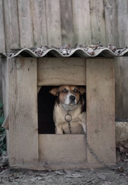 A lonely and sad guard dog on a chain near a dog house outdoors