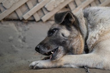 A lonely and sad guard dog gnaws the bone on a chain near a dog house outdoors