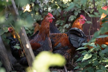 beautiful chickens and roosters outdoors in the yard