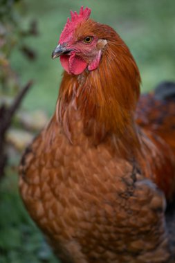 beautiful chickens and roosters outdoors in the yard