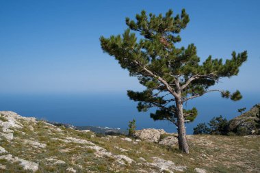 beautiful landscape of tall green tree on and blue sky on horizon