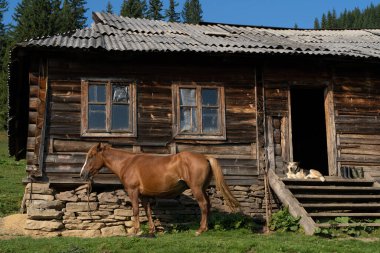 a beautiful brown horse is waiting for its owner near the house