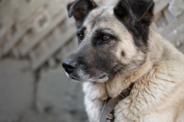 A lonely and sad guard dog on a chain near a dog house outdoors