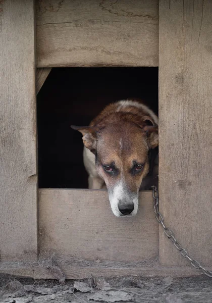 A lonely and sad guard dog on a chain near a dog house outdoors