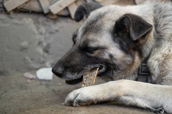 A lonely and sad guard dog gnaws the bone on a chain near a dog house outdoors
