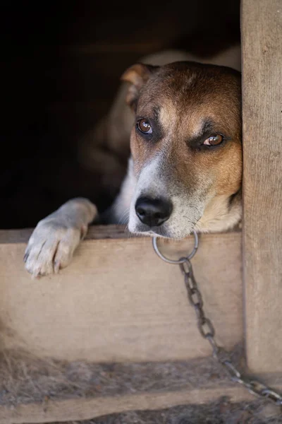 A lonely and sad guard dog on a chain near a dog house outdoors