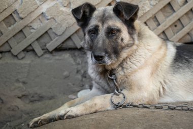 Yalnız ve üzgün bir bekçi köpeği dışarıda bir köpek kulübesinde zincirli.