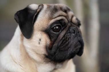 Sokaktaki köpek suratının yakın plan portresi.