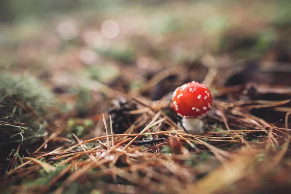 Belo Cogumelo Vermelho Manchado Amanita Cresce Floresta Outono — Fotografia de Stock