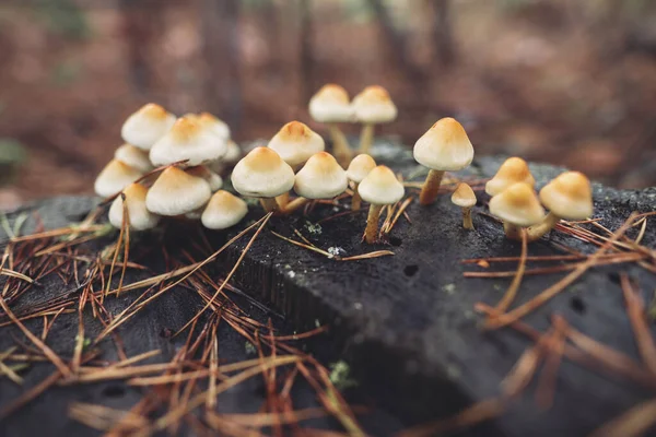 许多有毒的蘑菇长在树桩上 — 图库照片