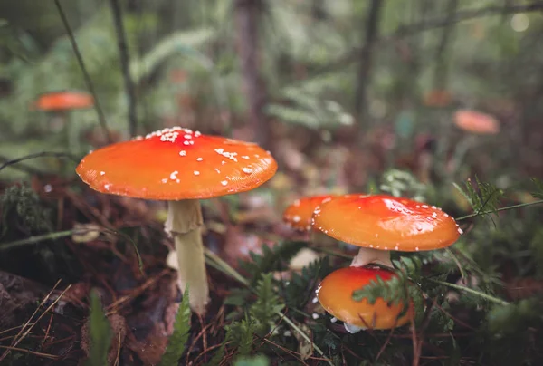 秋天的森林里长满了美丽的红色斑点蘑菇 — 图库照片