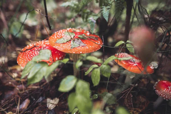 Belo Cogumelo Vermelho Manchado Amanita Cresce Floresta Outono — Fotografia de Stock
