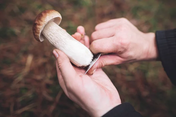 一个采蘑菇人手里拿着一把刀 正在清理森林里发现的一个漂亮的食用菌 — 图库照片