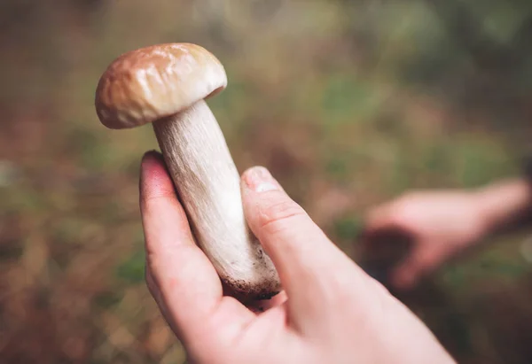一个采蘑菇人手里拿着一把刀 正在清理森林里发现的一个漂亮的食用菌 — 图库照片