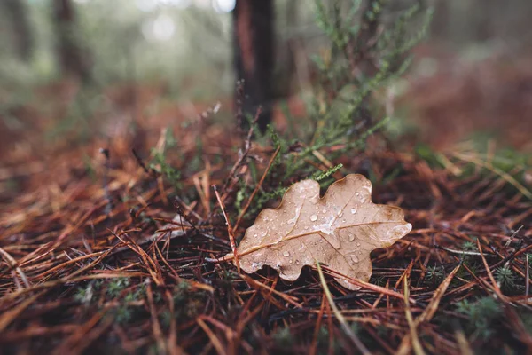 露珠从树林里的树上落下来的叶子 — 图库照片
