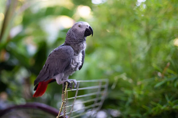 Przystojny Najmądrzejszy Afrykańska Szara Papuga Jaco — Zdjęcie stockowe