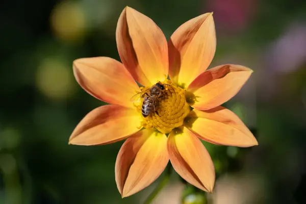 蜜蜂为花朵授粉和制造蜂蜜的特写 — 图库照片