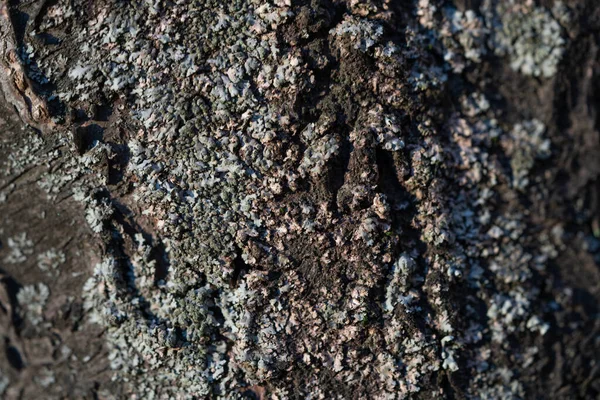 Γκρο Πλαν Υφή Φλοιού Δένδρου Και Βρύων Φωτογραφία Αρχείου