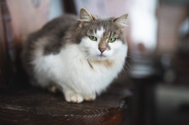Yeşil gözlü güzel pofuduk bir kedi oturuyor.