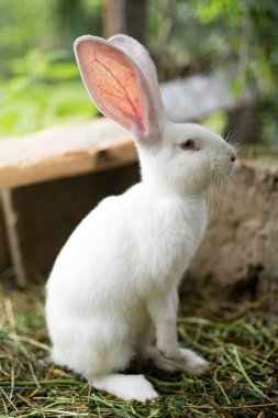 Güzel beyaz bir tavşan otluyor ve dışarıda yürüyor.