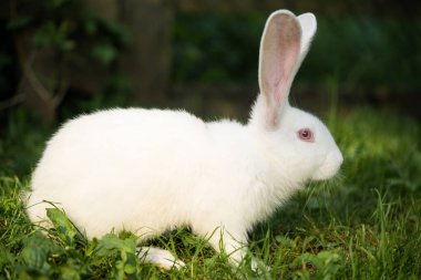 Güzel beyaz bir tavşan otluyor ve dışarıda yürüyor.