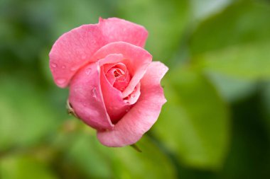 Bahçede yağmur yağdıktan sonra su damlacıkları olan güzel pembe bir gül.
