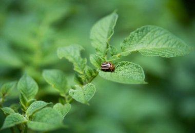 Colorado patates böceği bahçede patates yaprağı yiyor.