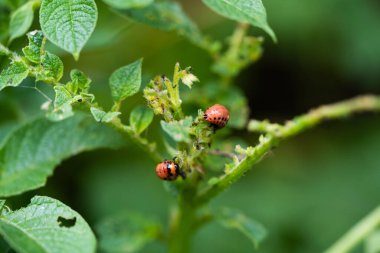 Colorado patates böceği bahçede patates yaprağı yiyor.