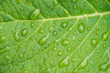 Yeşil bir yaprağın üzerine düşen damlacıklar