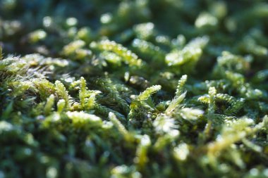Ağaç kabuğundaki yosun dokusunu kapat, makro çekim
