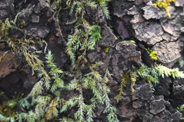 Ağaç kabuğundaki yosun dokusunu kapat, makro çekim