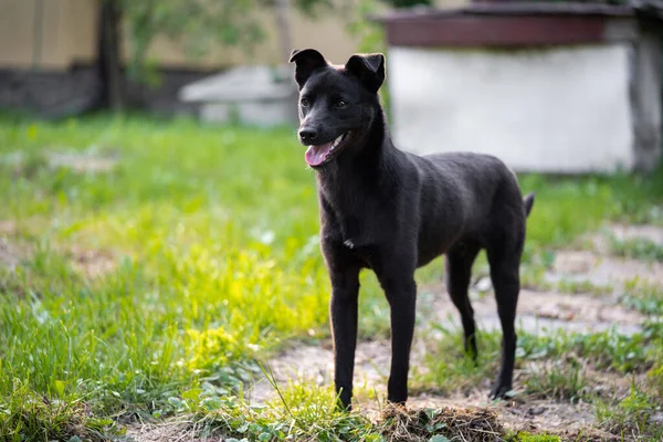Tamamen Büyümüş Güzel Genç Siyah Bir Köpek — Stok fotoğraf