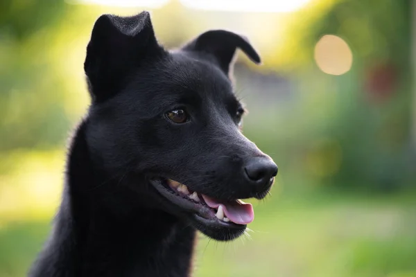 Portrait Beautiful Young Black Dog Blurred Background — Stock Photo, Image