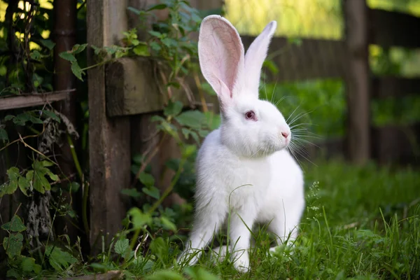 Beautiful White Domestic Rabbit Grazing Walking Outdoors — Stock Photo, Image