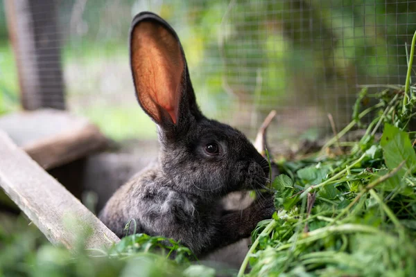 Beautiful Grey Domestic Rabbit Grazing Walking Enclosure Outdoors — Stock Photo, Image