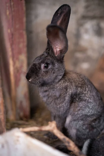 Beautiful Grey Domestic Rabbit Grazing Walking Enclosure Outdoors — Stock Photo, Image