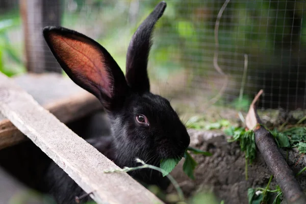Beautiful Black Domestic Rabbit Grazing Walking Enclosure Outdoors — Stock Photo, Image