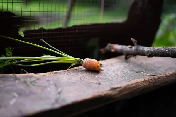圈子里的兔子吃的未吃的胡萝卜 — 图库照片