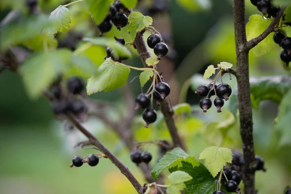 Bahçedeki çalıların üzerinde lezzetli ve sulu kuşüzümü demetleri.