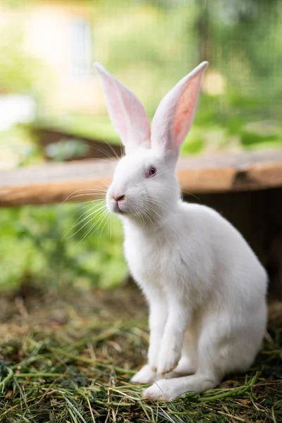 Beautiful White Domestic Rabbit Grazing Walking Outdoors — Stock Photo, Image
