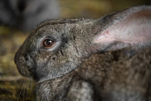 Красивий Сірий Домашній Кролик Пасеться Ходить Вольєрі Відкритому Повітрі — стокове фото