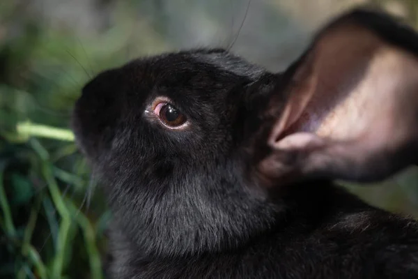 一只漂亮的黑家兔正在户外的圈子里吃草和散步 — 图库照片