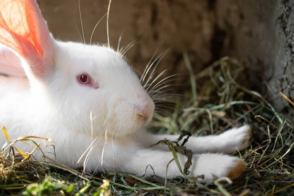 Красивий Білий Домашній Кролик Пасеться Ходить Вольєрі Відкритому Повітрі — стокове фото