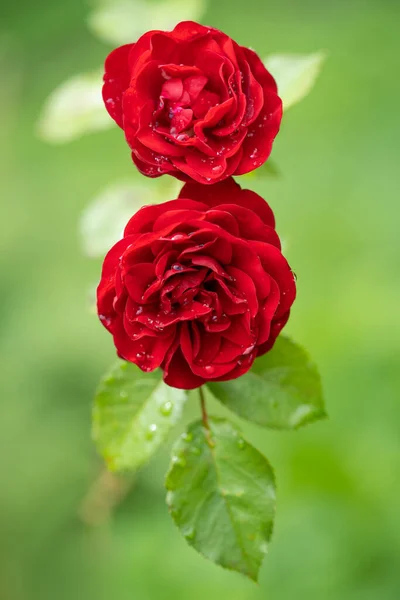 Mooie Rode Roos Met Waterdruppels Regen Groeit Tuin — Stockfoto