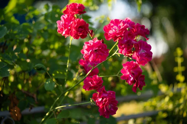 Hermosa Rosa Que Crece Jardín —  Fotos de Stock