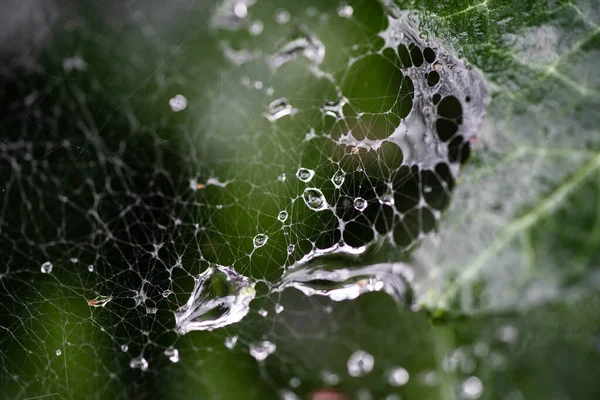 Close Water Droplets Web Leaves — Stock Photo, Image